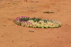 Lechenaultia macrantha