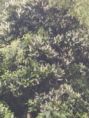 Pterophylla racemosa