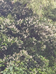 Pterophylla racemosa