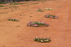 Lechenaultia macrantha