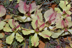 Lechenaultia macrantha