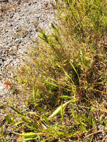 Wright's Rosette Grass (Dichanthelium wrightianum)