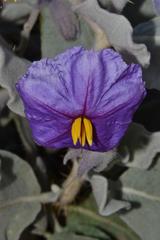 Solanum lasiophyllum