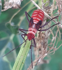 Leptocoris