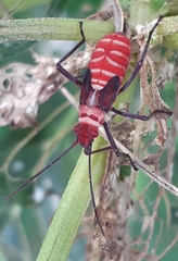 Leptocoris