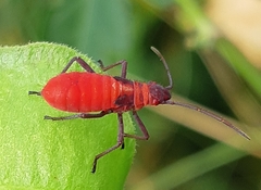 Leptocoris