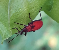 Leptocoris