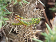 Chorthippus binotatus binotatus