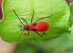 Leptocoris