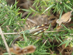 Chorthippus binotatus binotatus