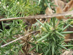 Chorthippus binotatus binotatus