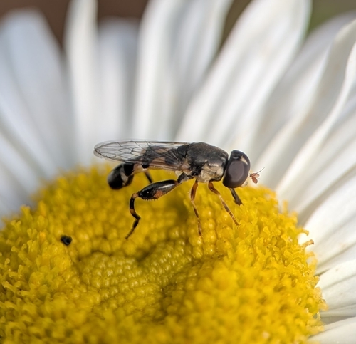 Unknown species found near Wenham, MA 01984, USA