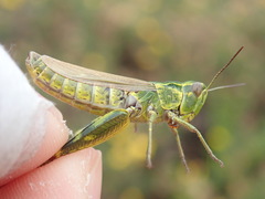 Chorthippus binotatus binotatus