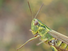 Chorthippus binotatus binotatus