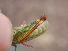 Chorthippus binotatus binotatus