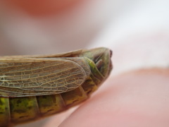 Chorthippus binotatus binotatus