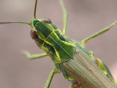 Chorthippus binotatus binotatus