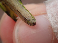 Chorthippus binotatus binotatus