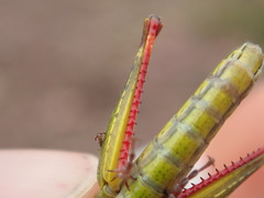Chorthippus binotatus binotatus