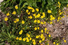 Senecio leucanthemifolius