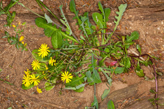 Senecio leucanthemifolius