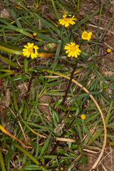 Senecio leucanthemifolius