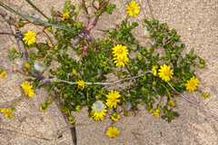 Senecio leucanthemifolius