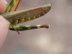 Chorthippus binotatus binotatus