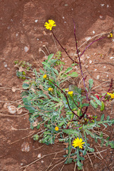 Senecio leucanthemifolius