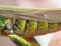 Chorthippus binotatus binotatus