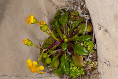 Senecio leucanthemifolius