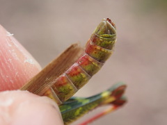 Chorthippus binotatus binotatus