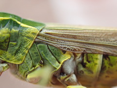 Chorthippus binotatus binotatus