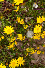 Senecio leucanthemifolius