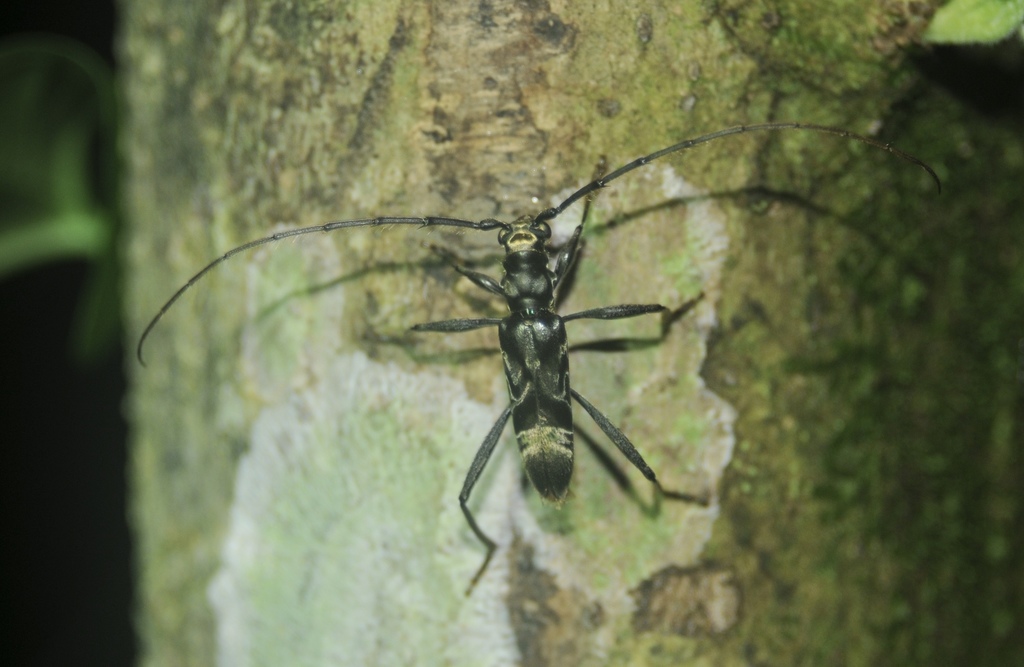 Mallocera amazonica
