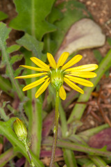Senecio leucanthemifolius