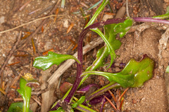 Senecio leucanthemifolius