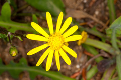 Senecio leucanthemifolius