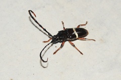 Trachyderes succinctus