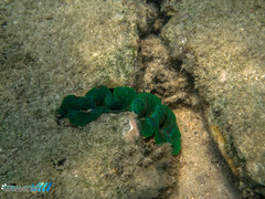 Tridacninae