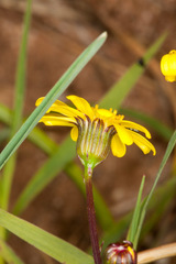 Senecio leucanthemifolius