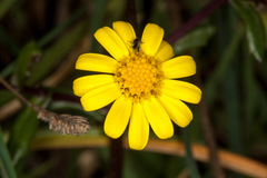 Senecio leucanthemifolius