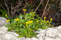 Senecio leucanthemifolius