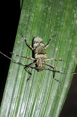 Macropophora trochlearis