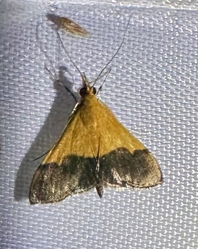 Pyrausta augustalis photo 3