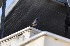 Phoenicurus ochruros