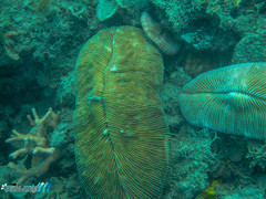 Ctenactis