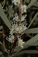 Hakea cygnus