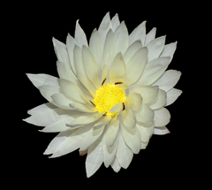 Rhodanthe chlorocephala