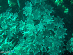 Clavularia